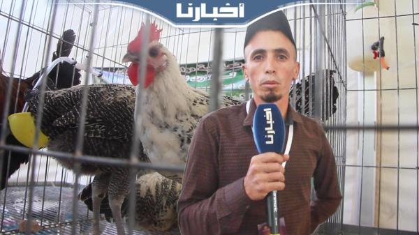 تعرف على "الدجاج الفيومي".. أفضل أنواع الدواجن وأكثرها إنتاجا للبيض سنوايا